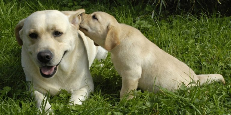 8 Steps To Buying A Healthy Labrador Puppy
