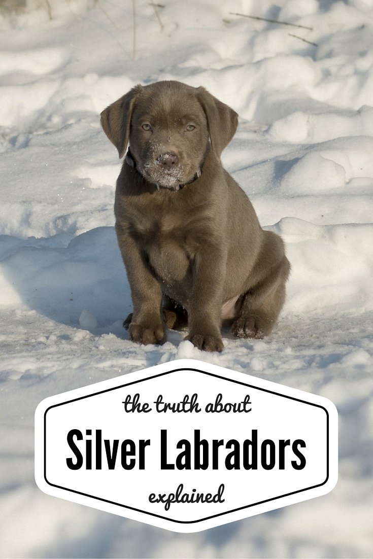 silver labrador puppy