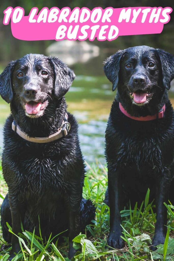 photo of two happy black labradors
