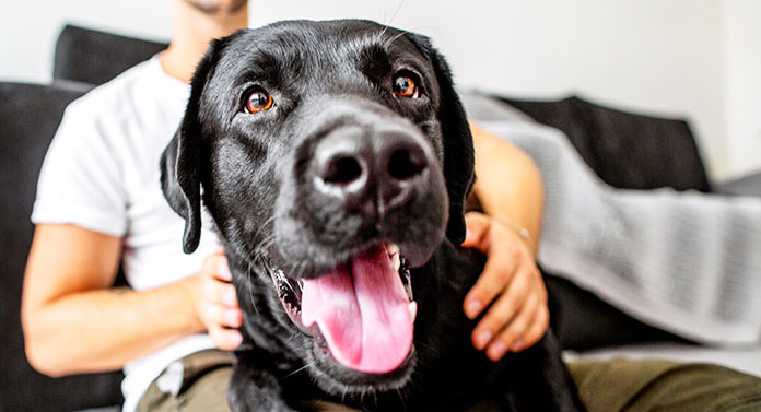 Labrador Love: Discover 15 Things We Love About Labradors