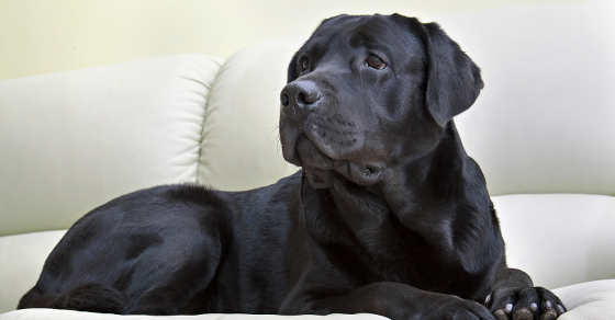 Should your Labrador sleep in your bed?