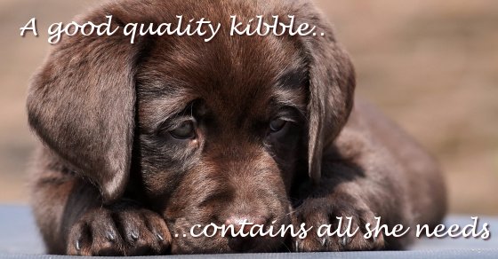 Feeding Labrador Puppy on kibble