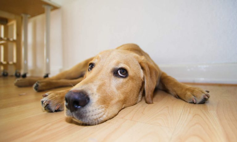 The Truth About Separation Anxiety in Labradors