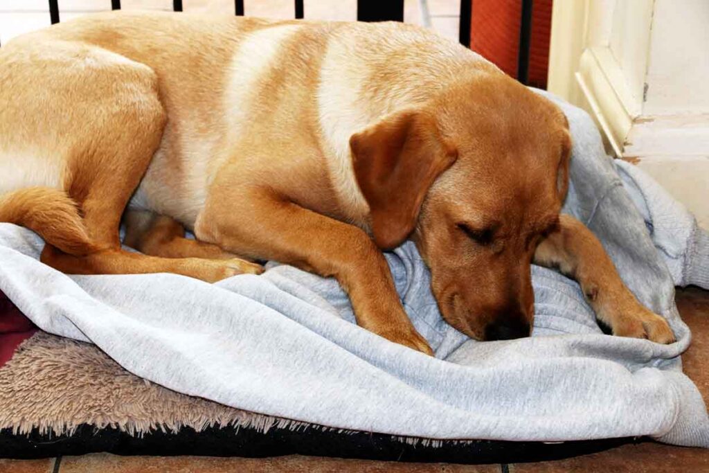 Looking ahead to your older dog