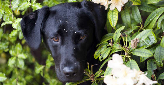 The Top 3 Reasons Your Labrador Is Disobedient
