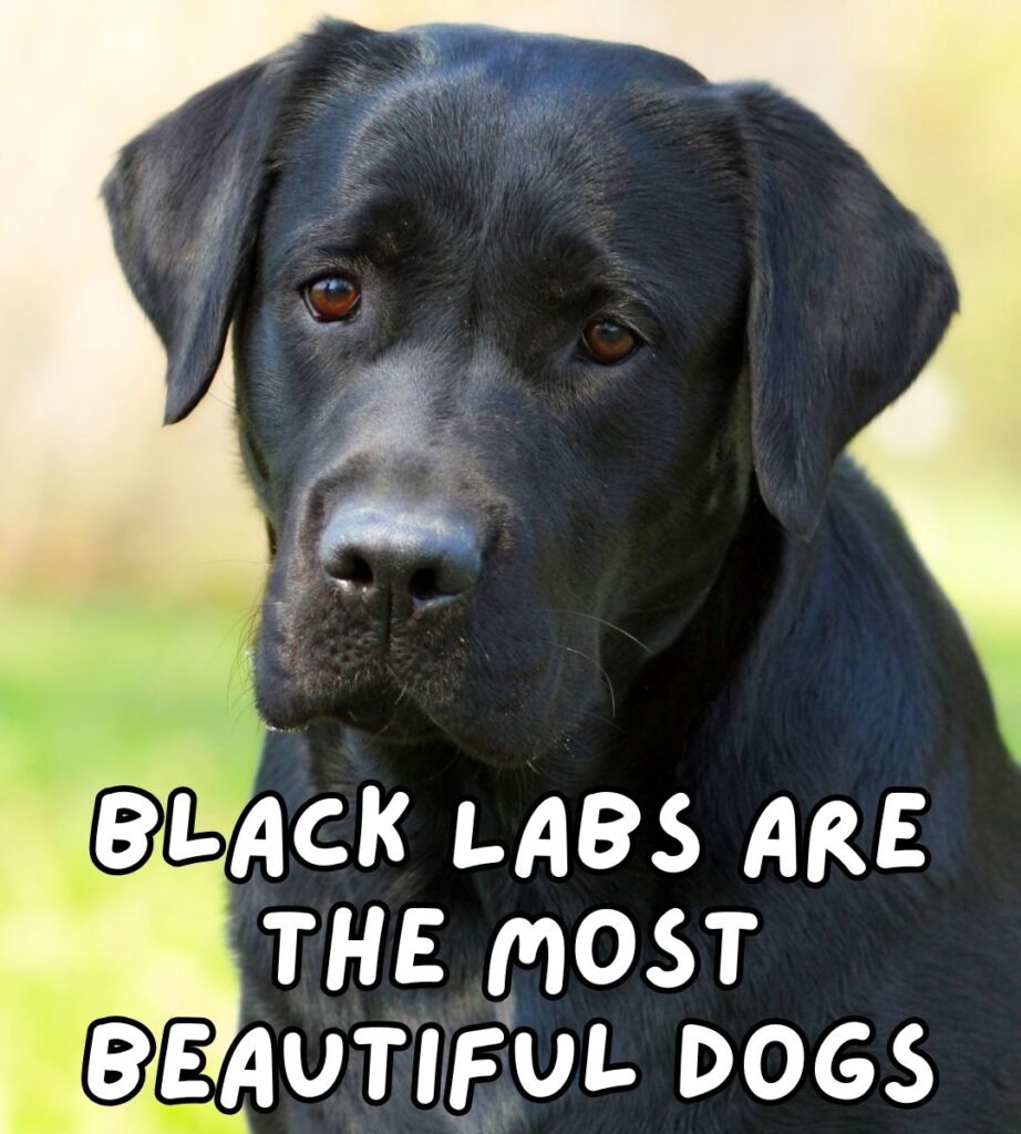 black labs are the most beautiful dogs meme
