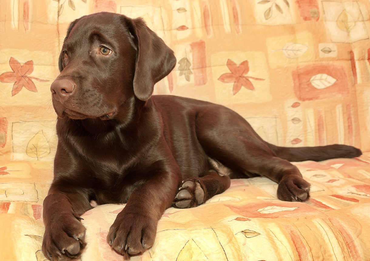 chocolate lab puppy