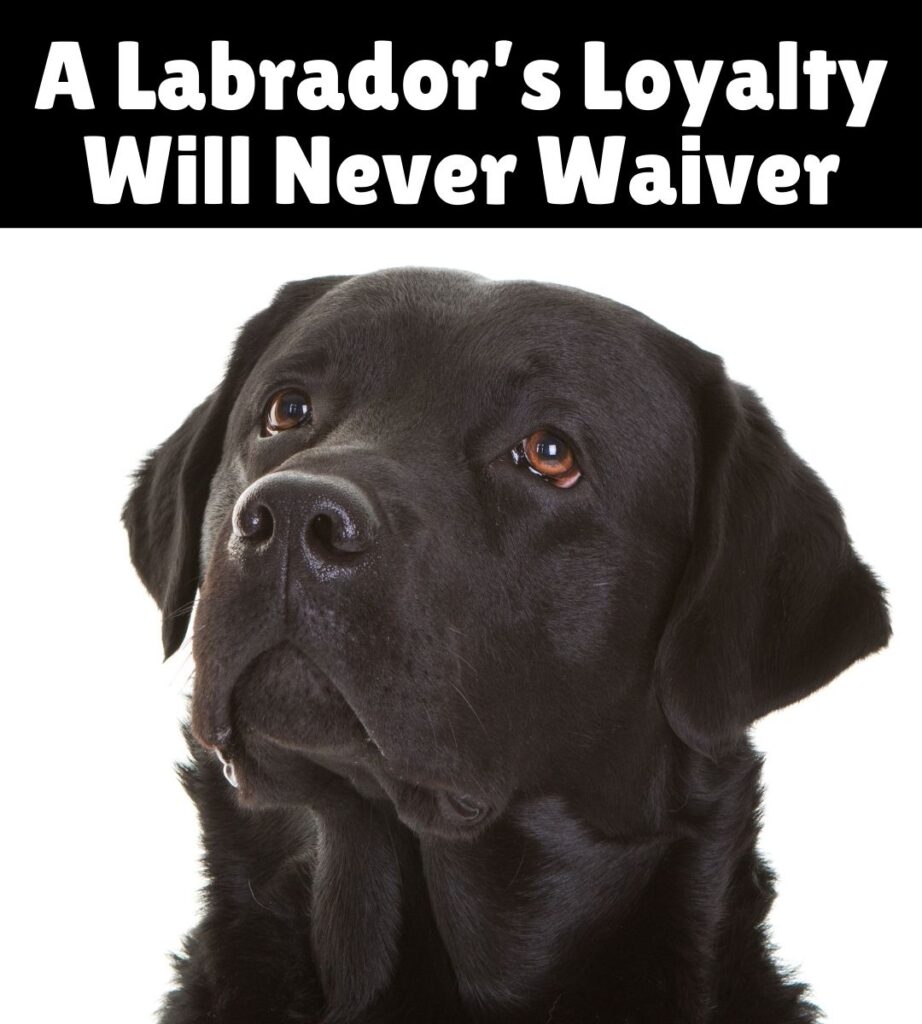 a labrador's loyalty will never waiver meme