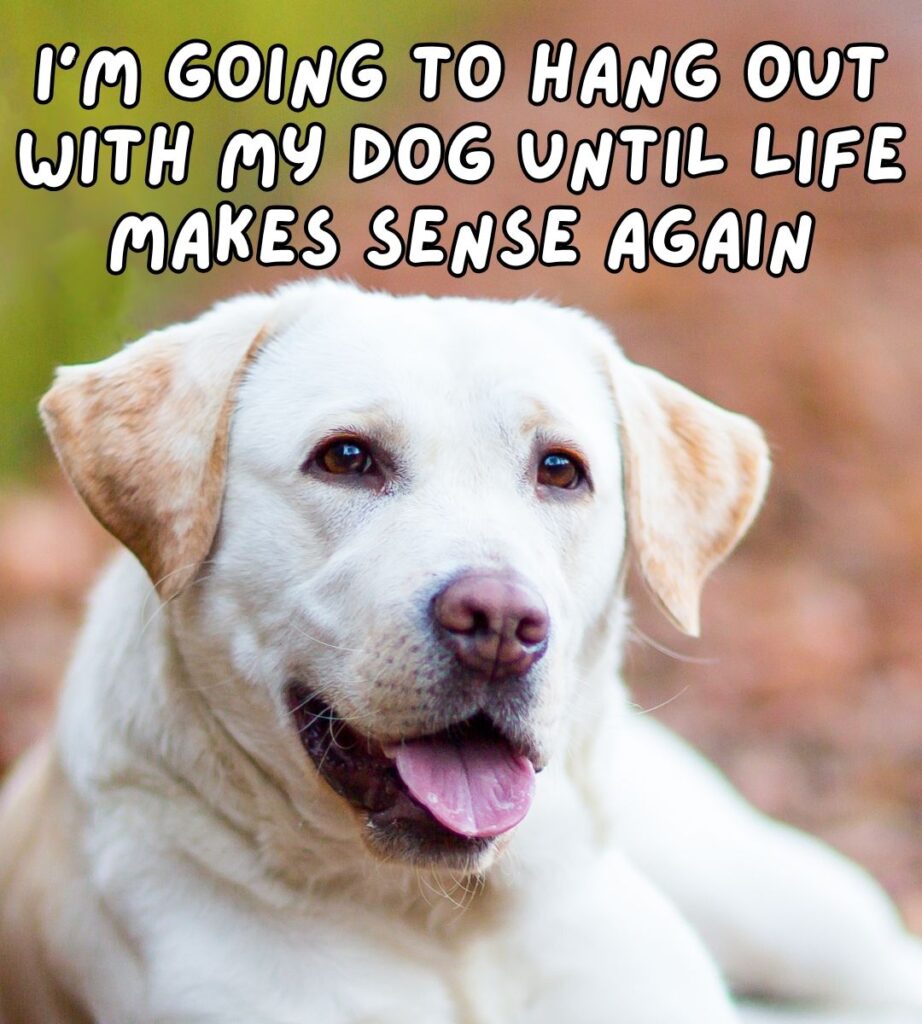 dog meme
