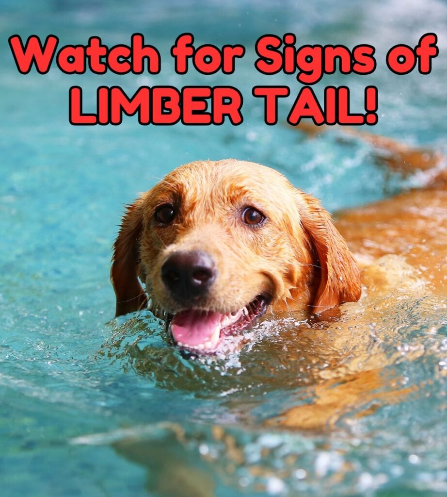 photo of a yellow lab swimming in a blue pool