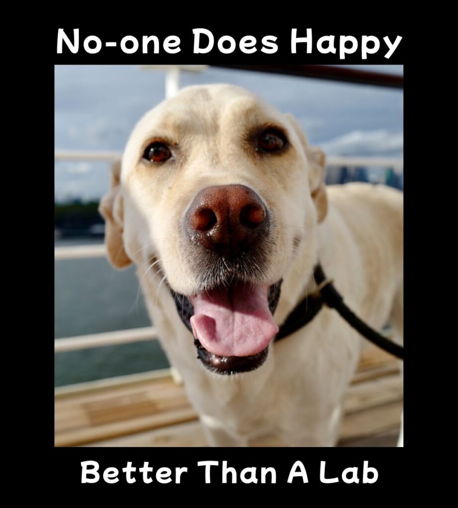 no one does happy better than a lab meme