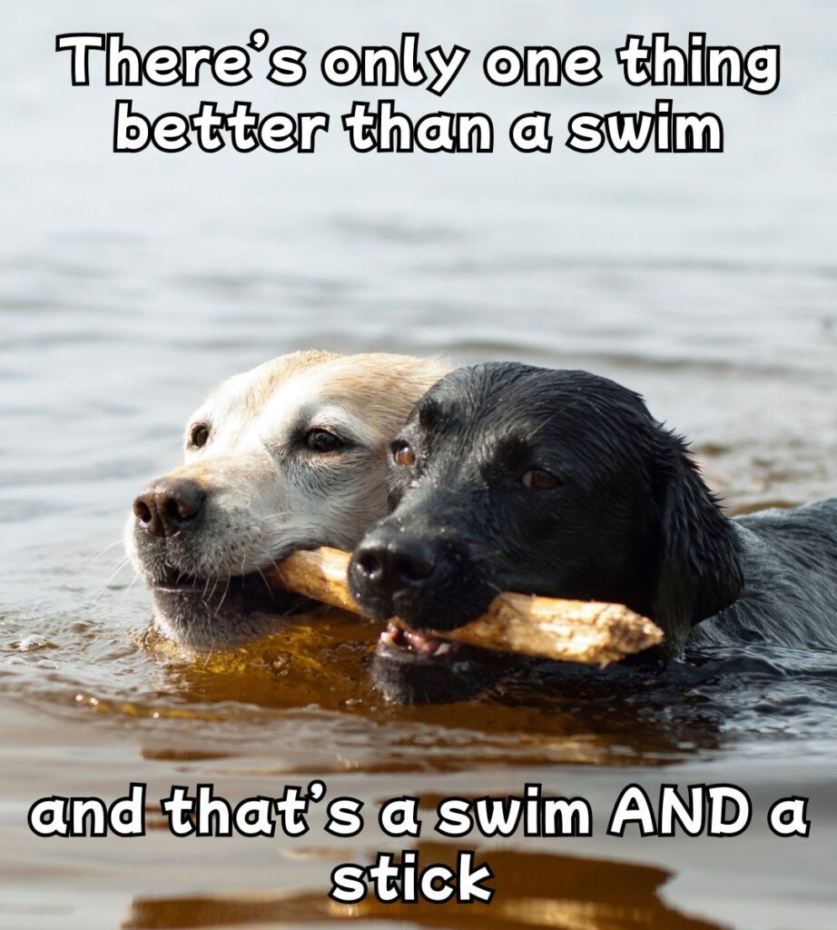 there's only one thing better than a swim, and that's a swim and a stick
