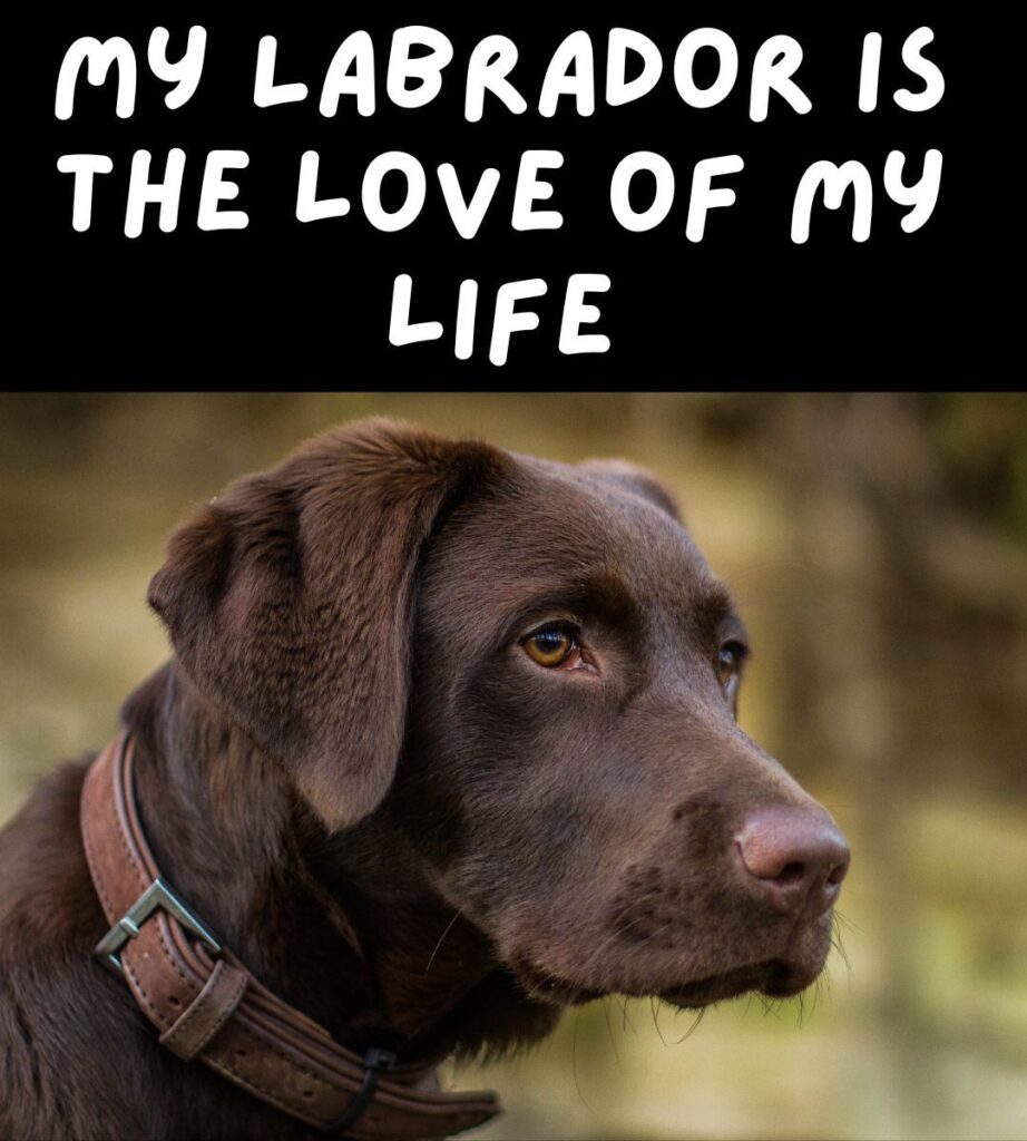my labrador is the love of my life meme