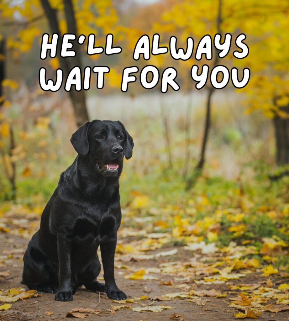 he'll always wait for you dog meme