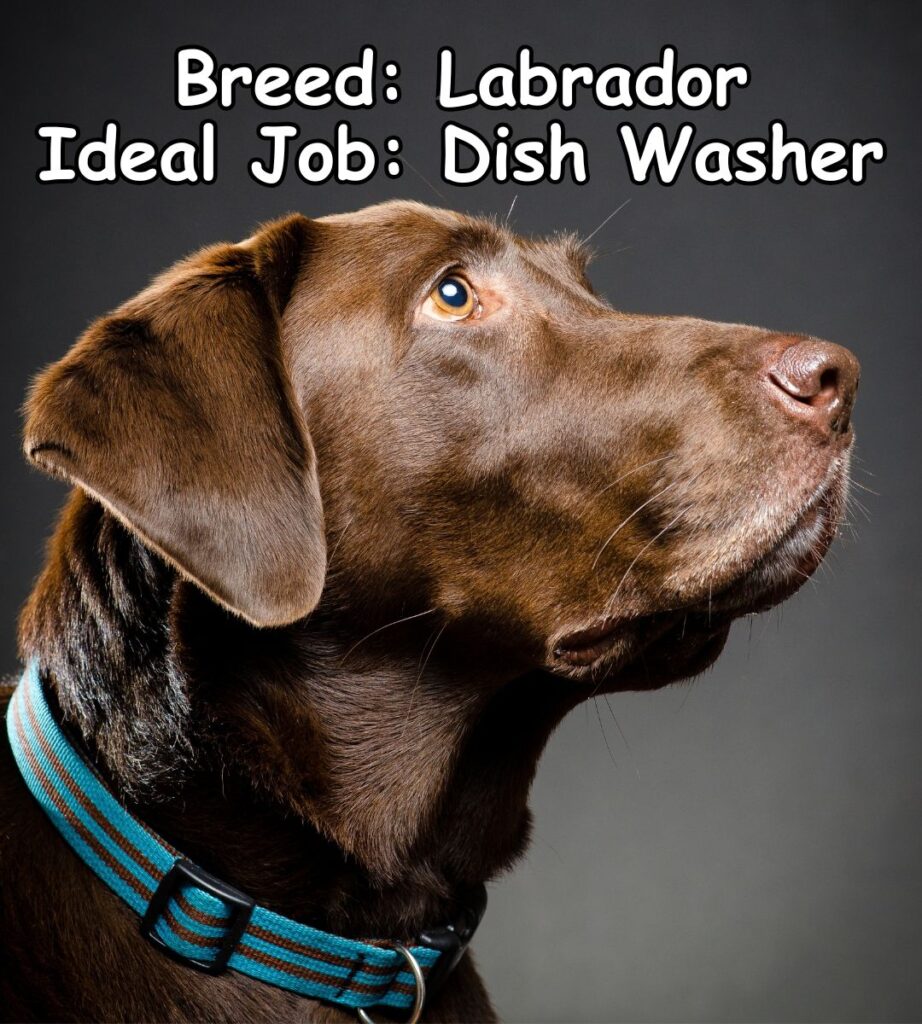 labrador ideal job meme