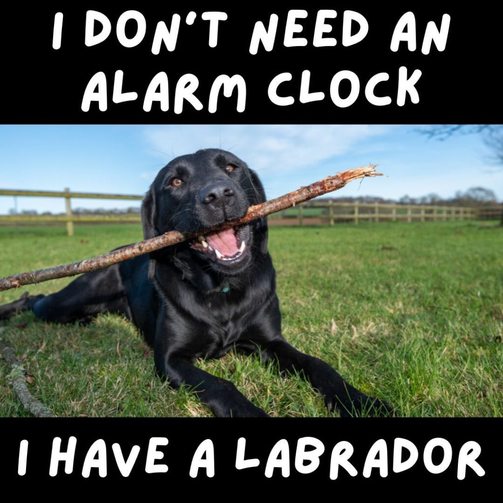 i don't need an alarm clock meme