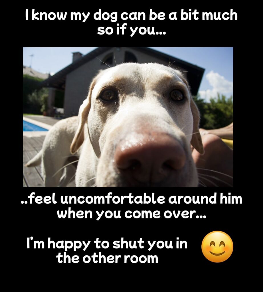 funny dog meme