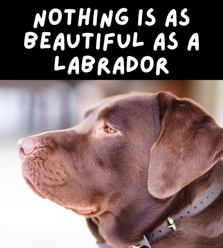 nothing is as beautiful as a labrador meme