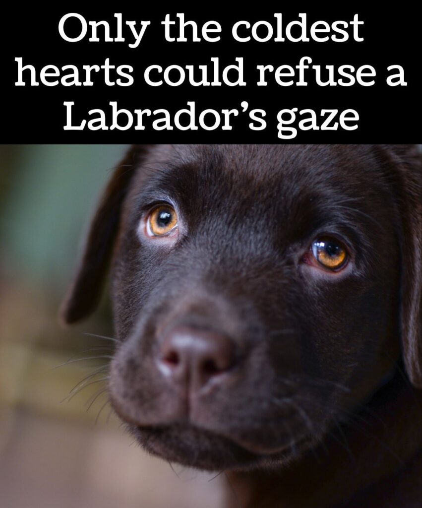only the coldest hearts could refuse a labrador's gaze meme