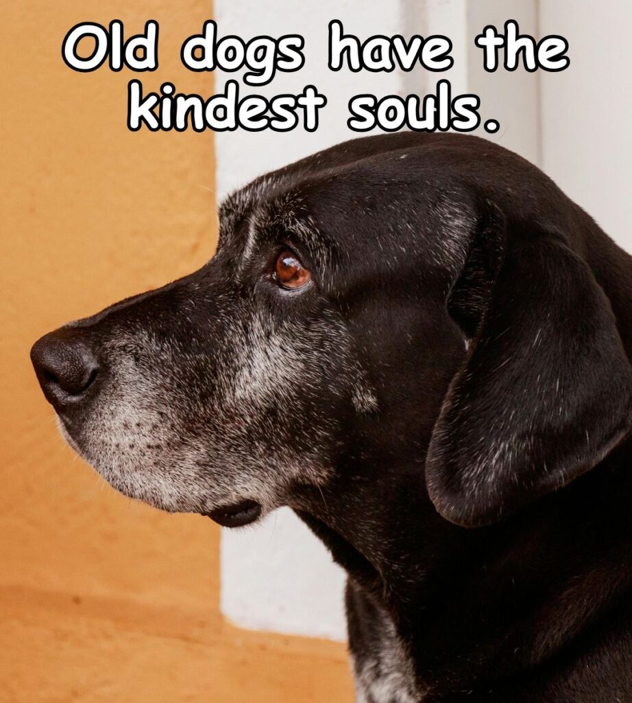 old dogs have the kindest souls meme