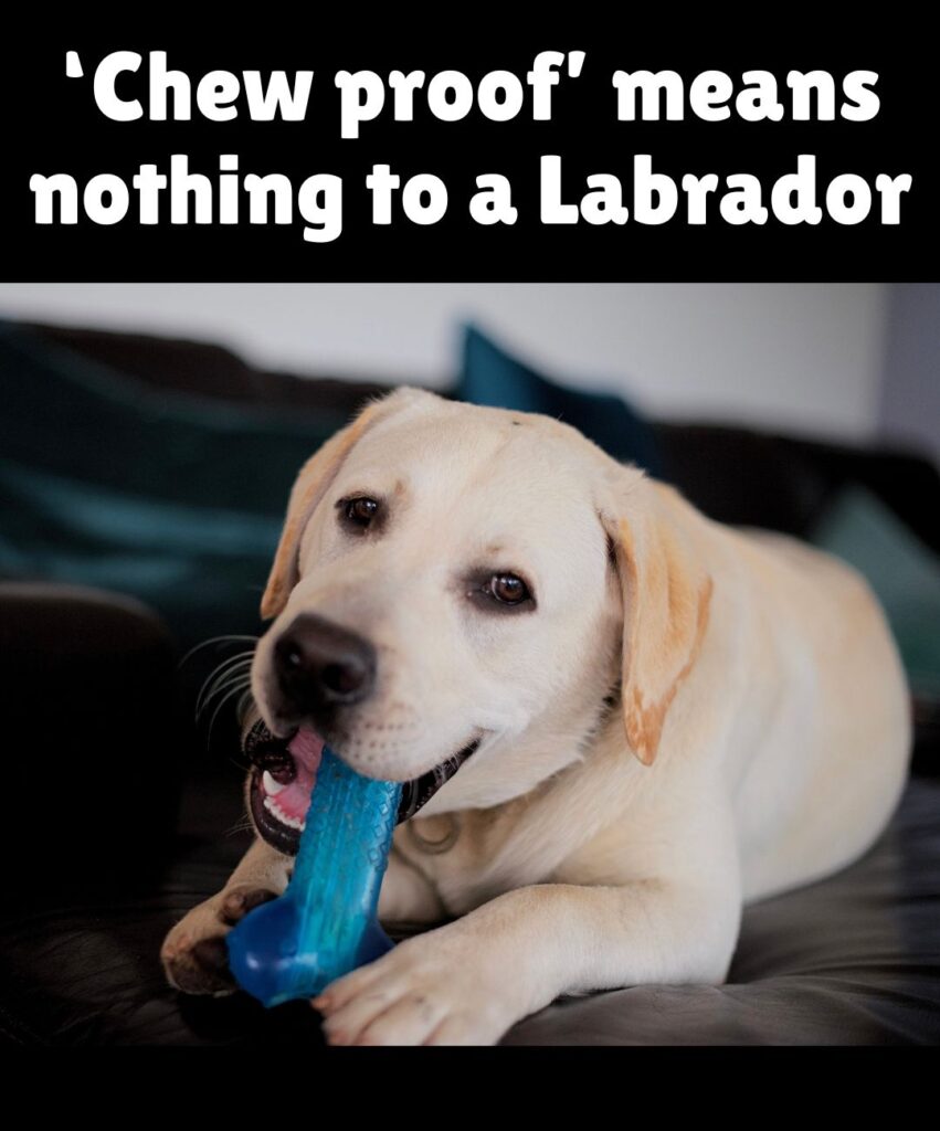 chew proof means nothing to a labrador meme