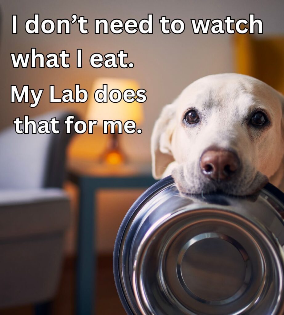 dog watch what i eat meme