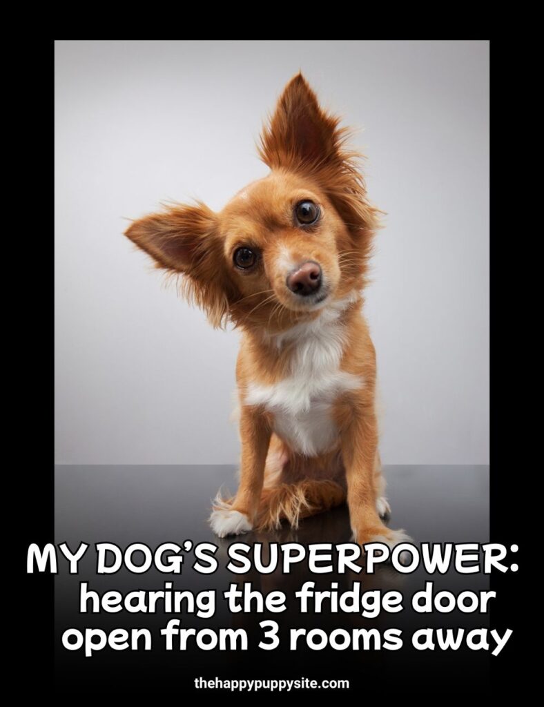 dog superpower fridge meme