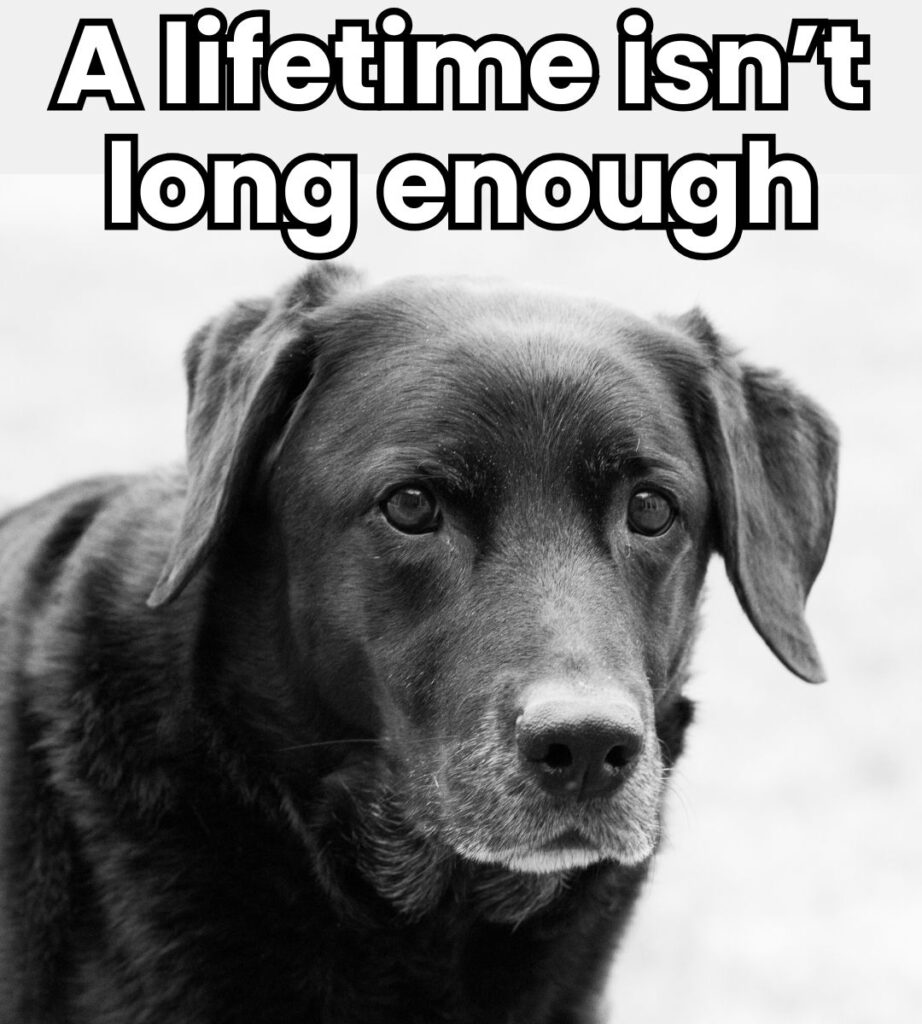 a lifetime isn't long enough dog meme