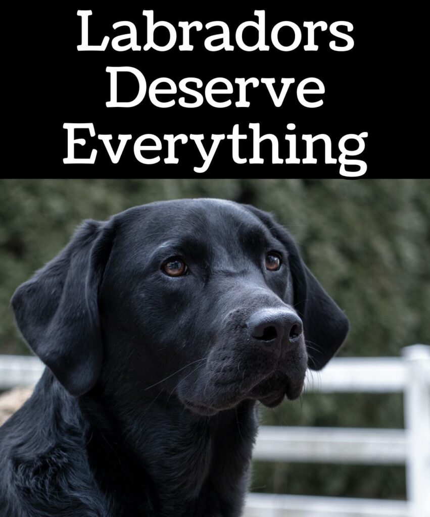labradors deserve everything meme