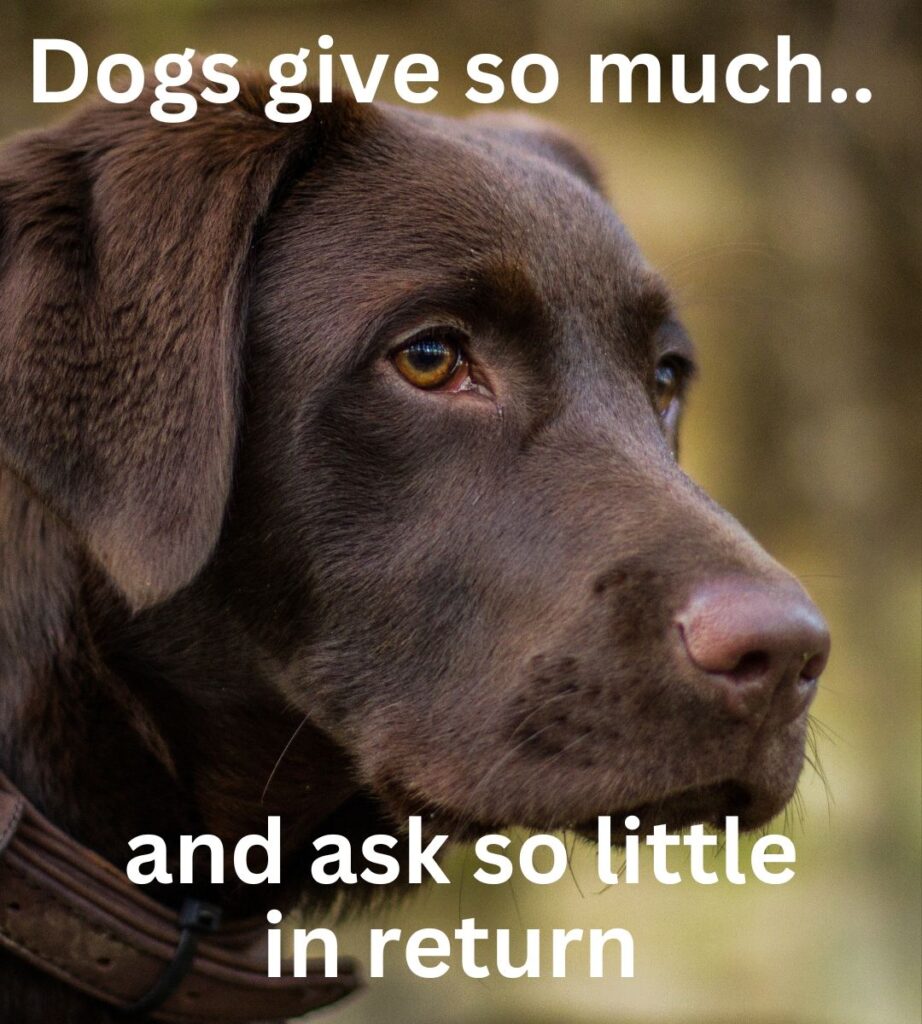 dogs give so much and ask so little in return