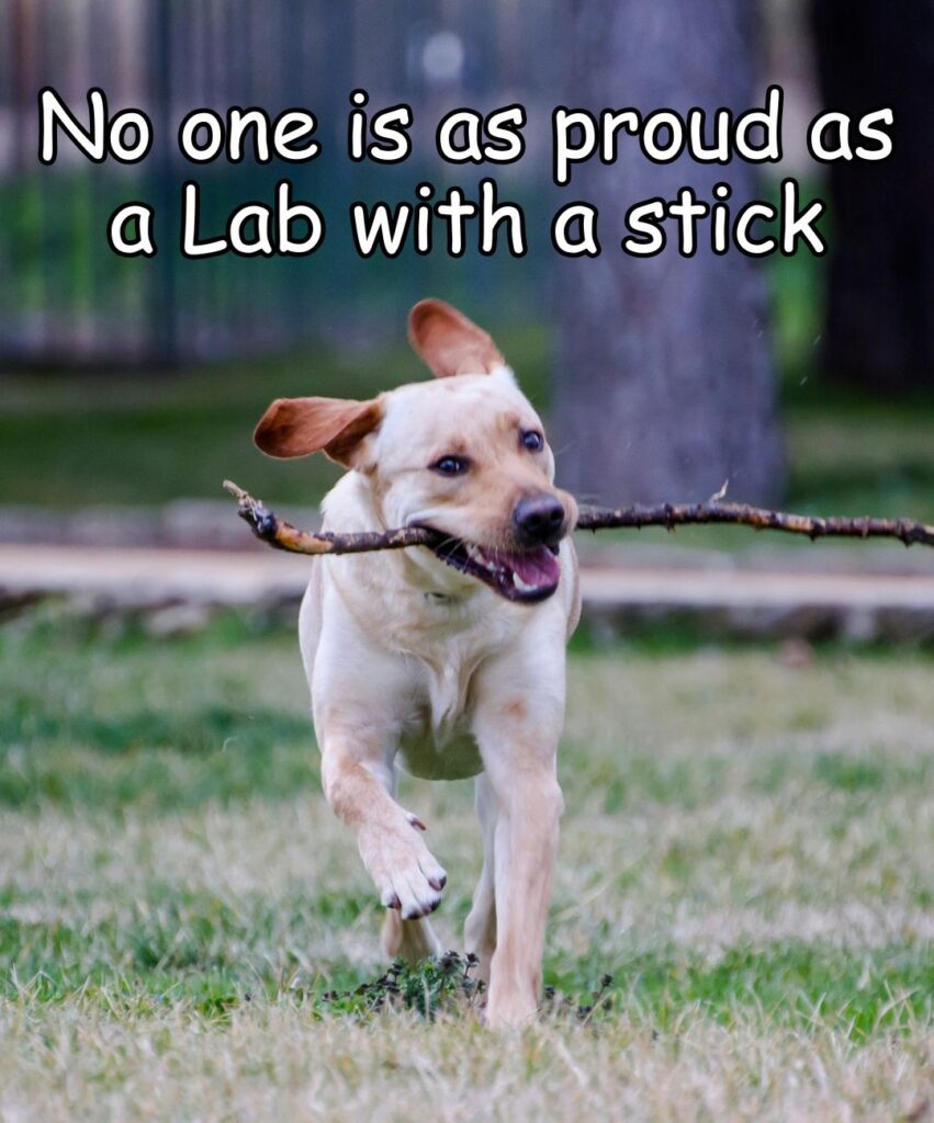 no one is as proud as a lab with a stick