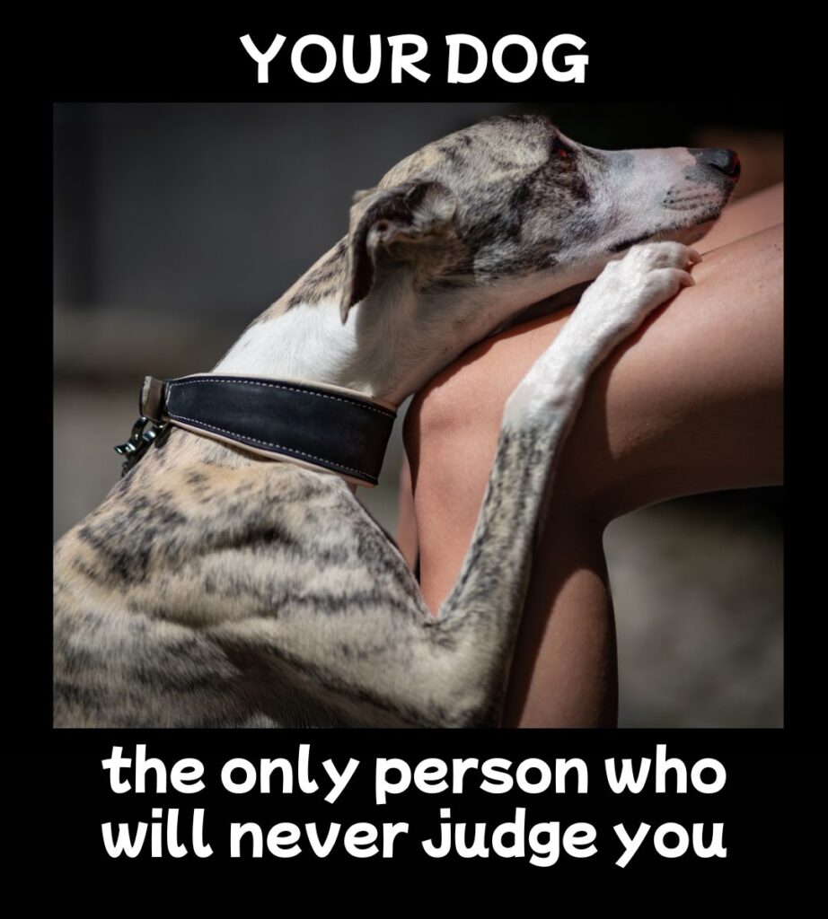your dog will never judge you meme
