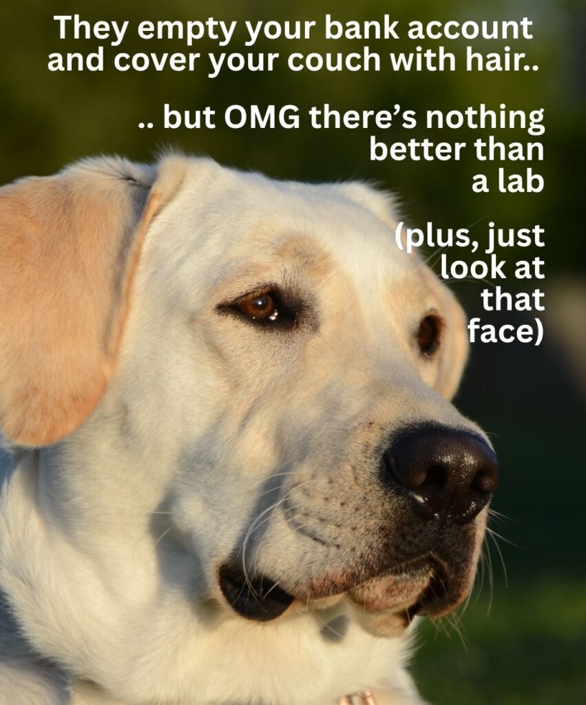 labrador meme