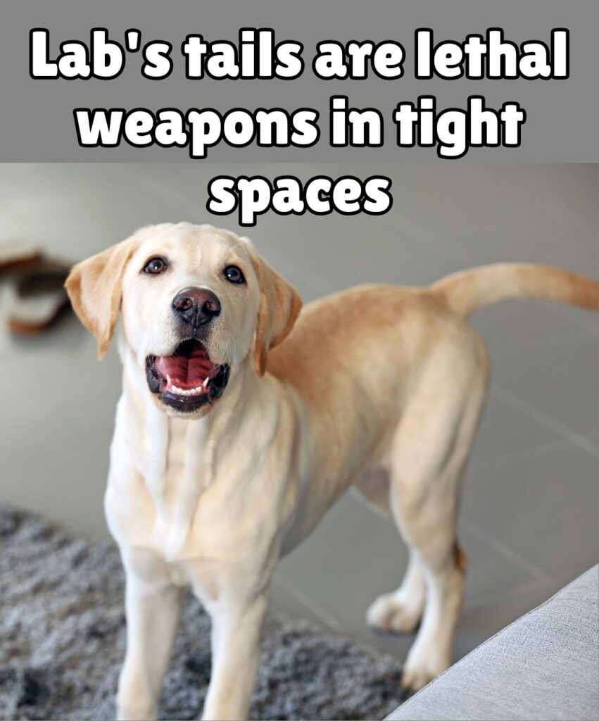 lab's tails are lethal weapons meme