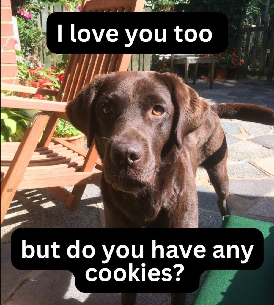 i love you too but do you have cookies meme