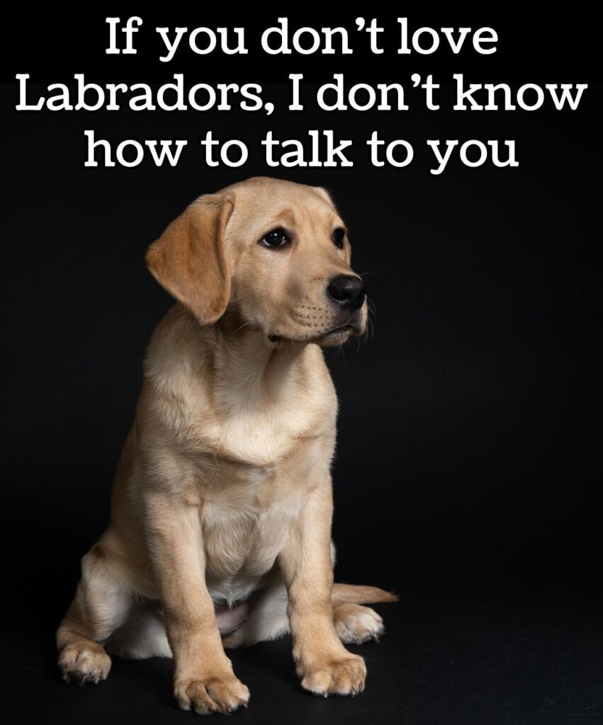 if you don't love labradors, i dont know how to talk to you meme