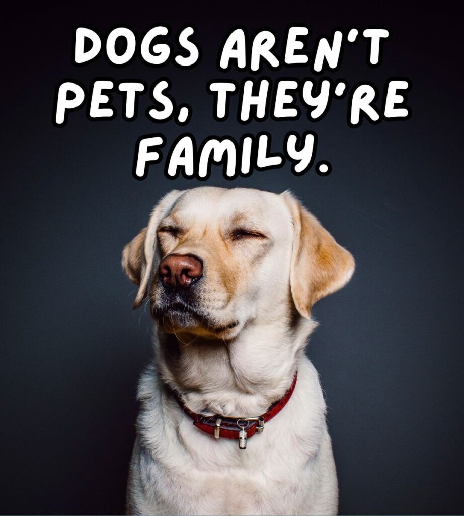 dogs aren't pets, they're family