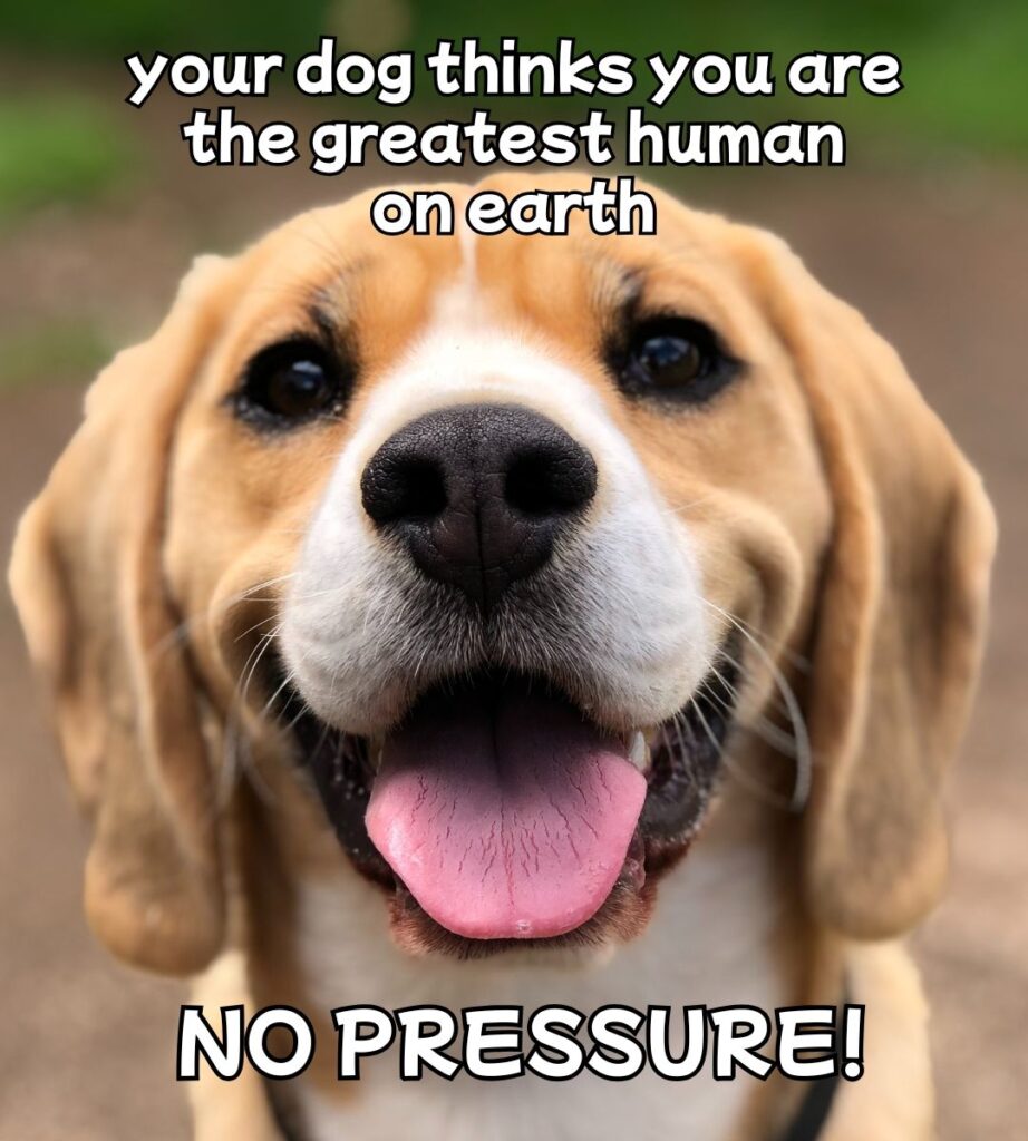 your dog thinks you're the greatest - no pressure
