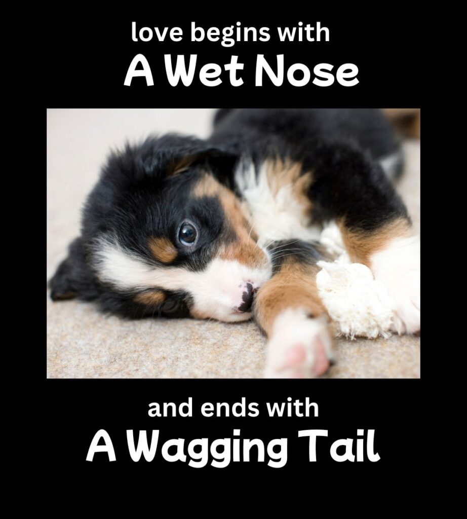 sentimental dog meme