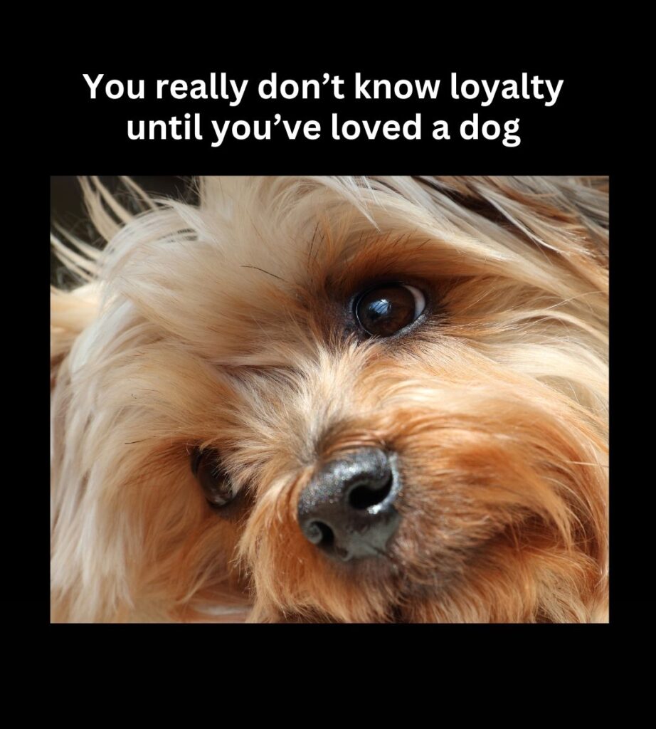 dog loyalty meme