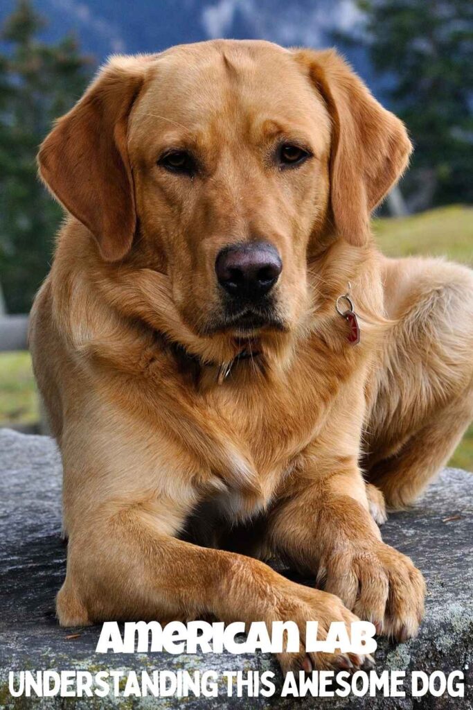 photo of a yellow american lab at rest