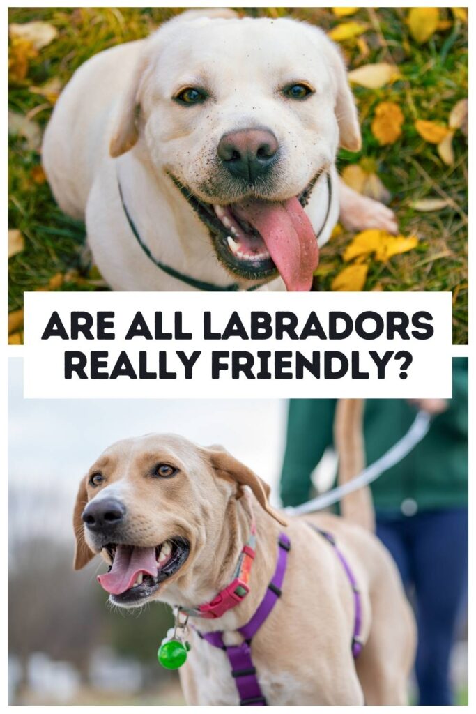 two photos of friendly yellow labs