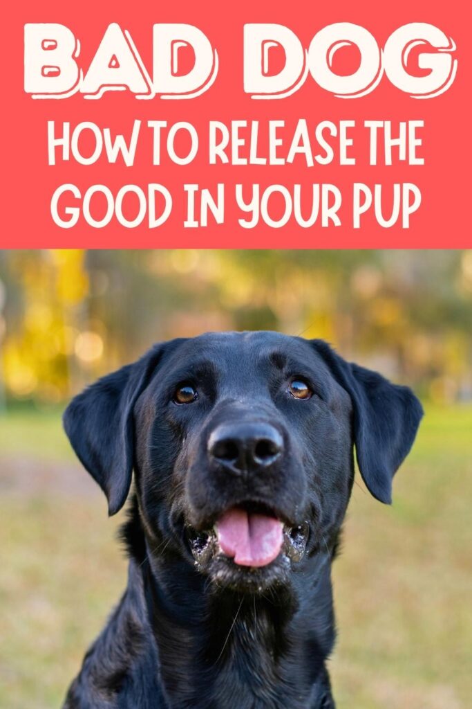 photo of a black lab with text overlay that reads: Bad Dog how to release the good in your pup