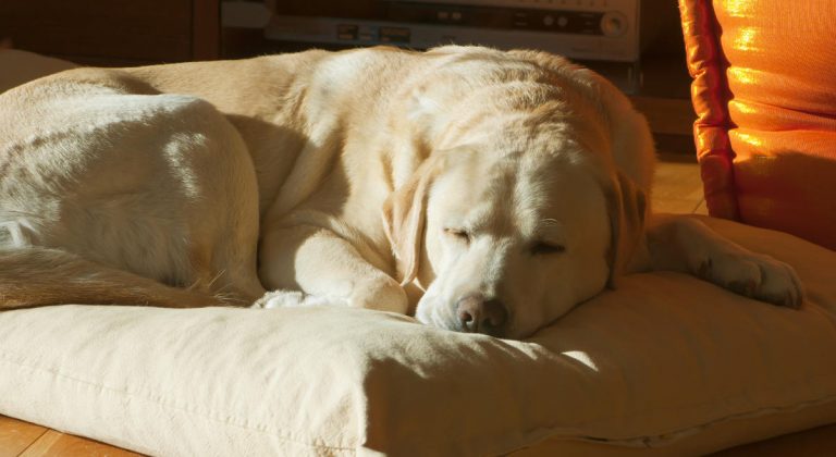 Coping With The Death Of Your Labrador