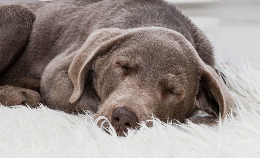 best dog beds for chewers