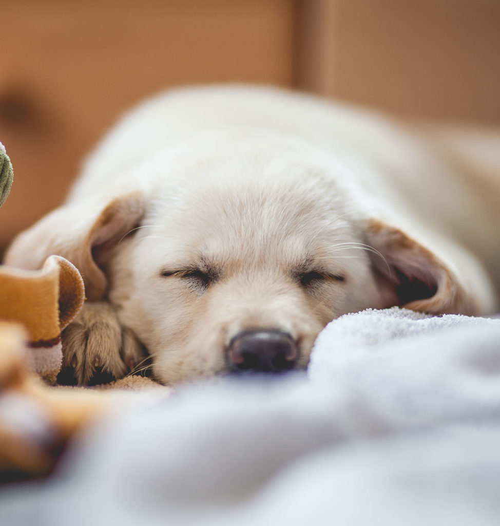 best dog beds for chewers