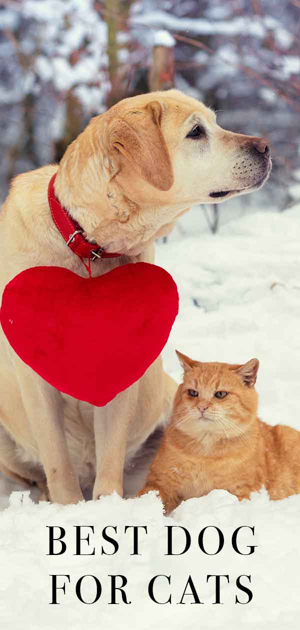 best dog for cats