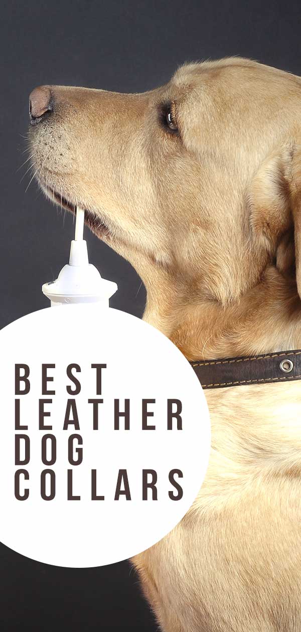 best leather dog collars