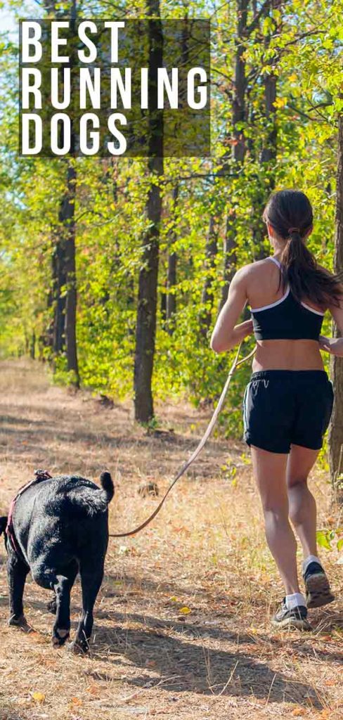 Best Running Dogs- Ideal Companions for Staying Fit with You