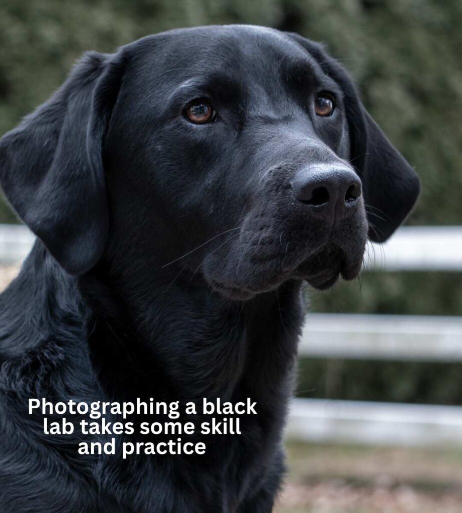 beautiful Black Labrador head shot photo